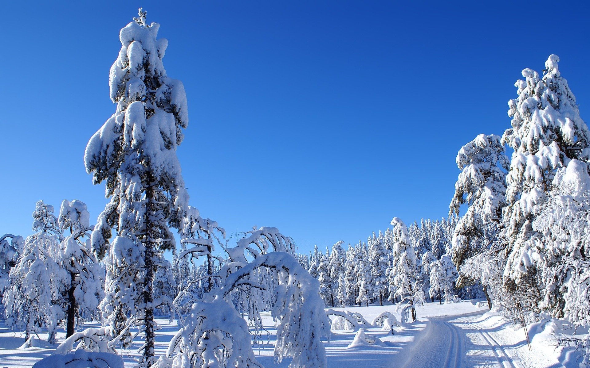 invierno naturaleza paisaje nieve carretera abeto frío cielo