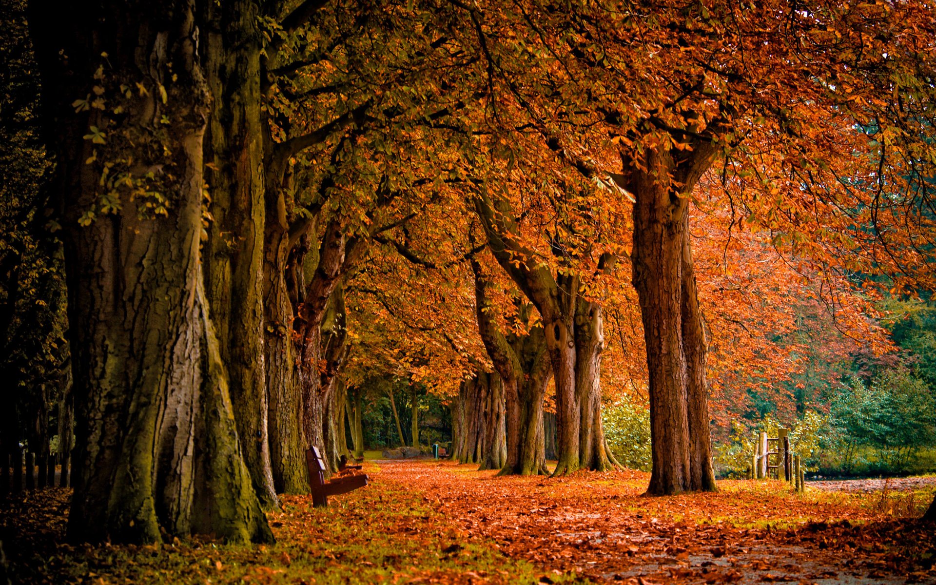 parco foresta panchina panchina autunno caduta delle foglie alberi natura paesaggio foglie