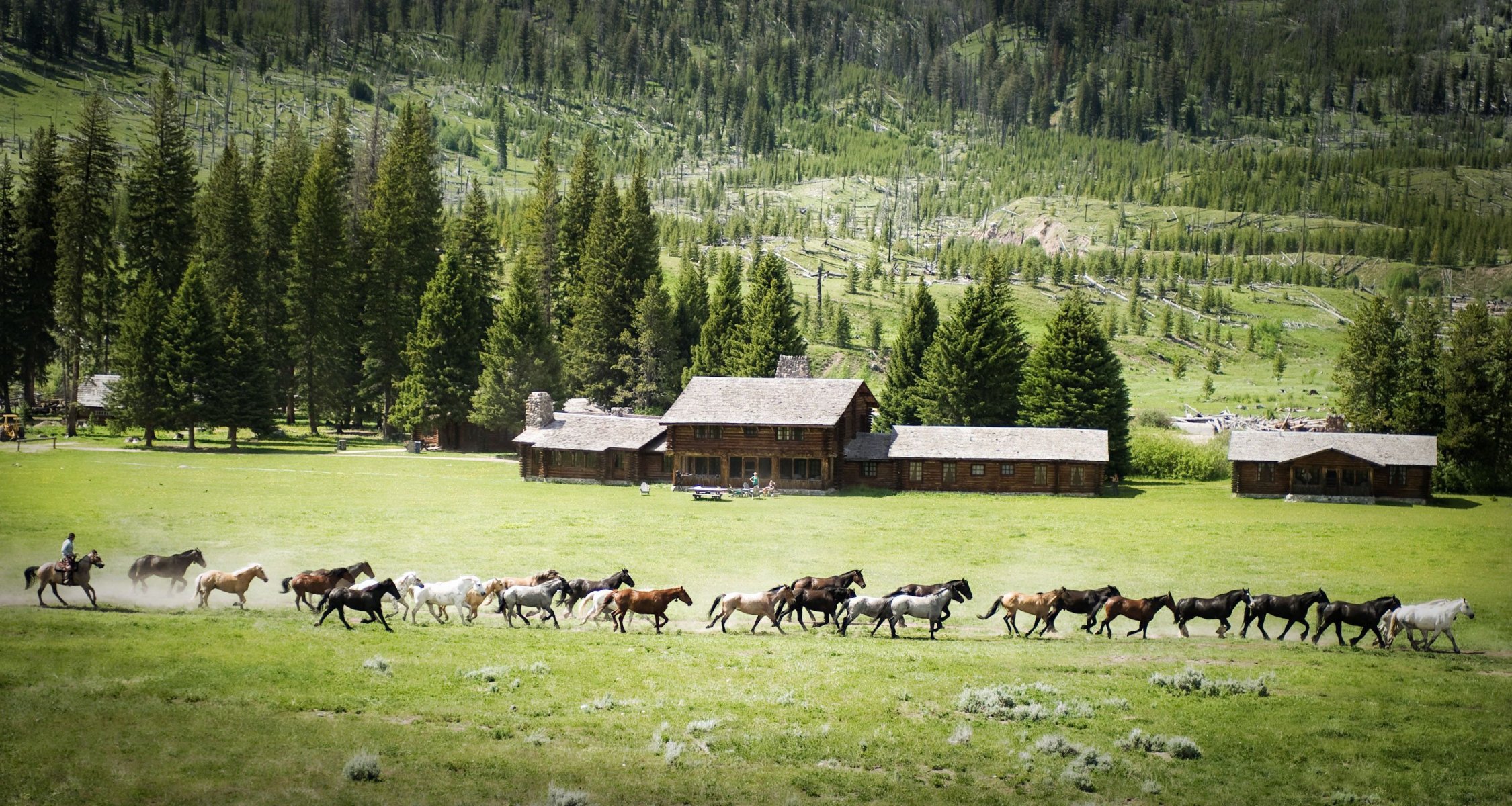 naturaleza caballos paisaje