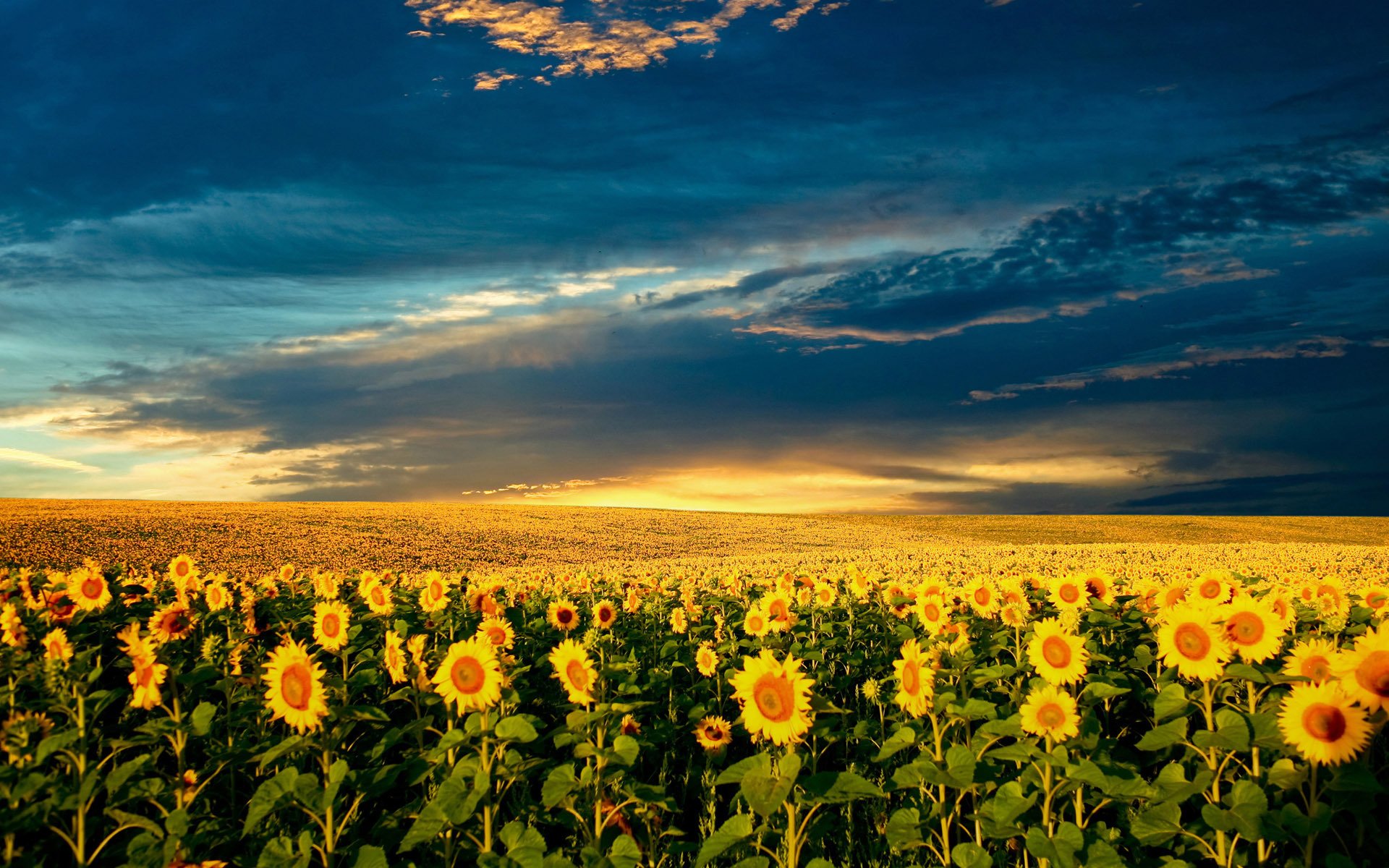 sonnenblume sonne sommer natur