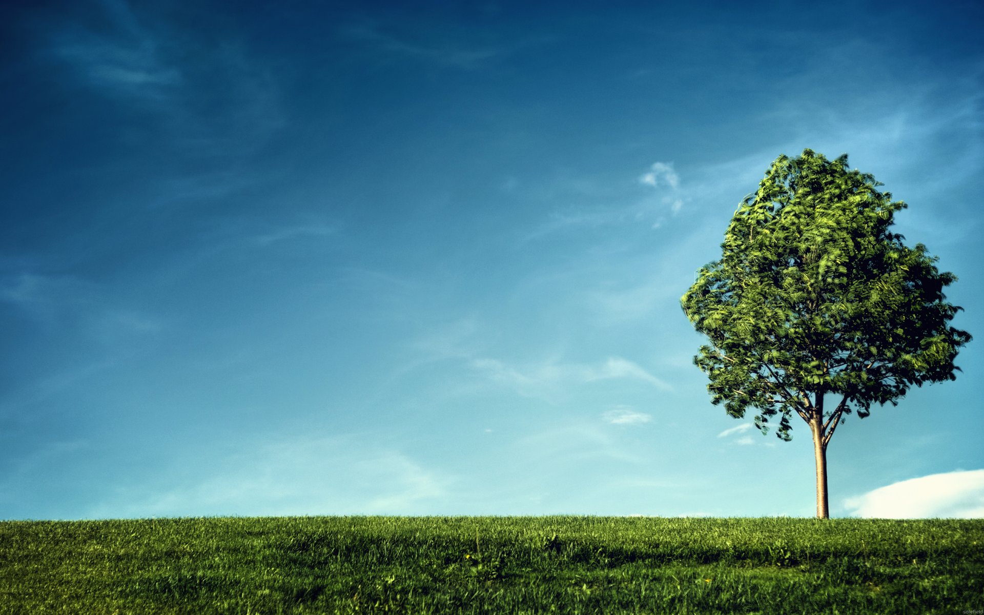 paesaggio bellezza cielo nuvole vento aria pulita albero fogliame foglie verde rami rami tronco piante vita erba terra pendenza vista orizzonte alberi verde collina