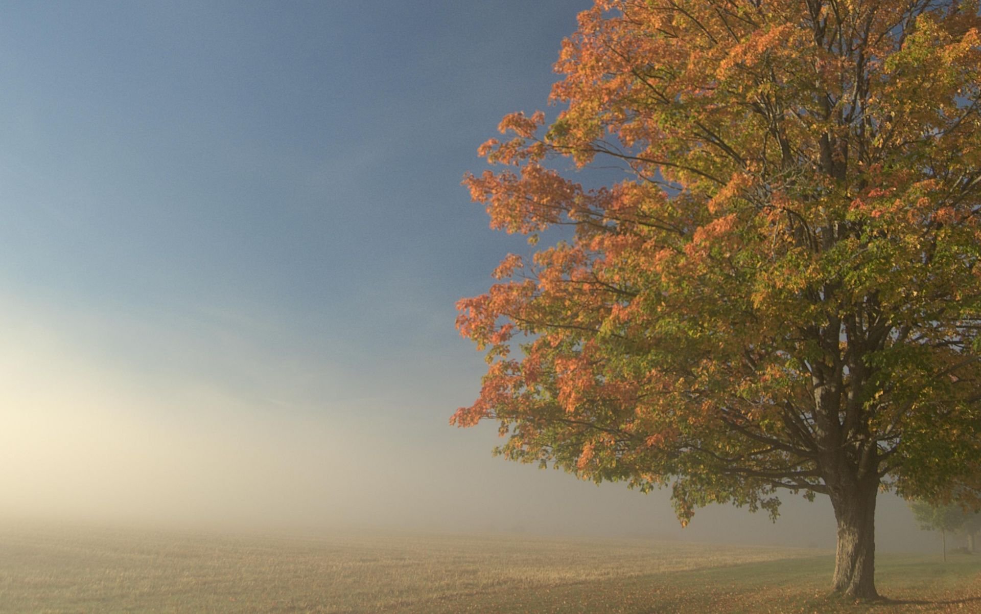 árbol campo niebla