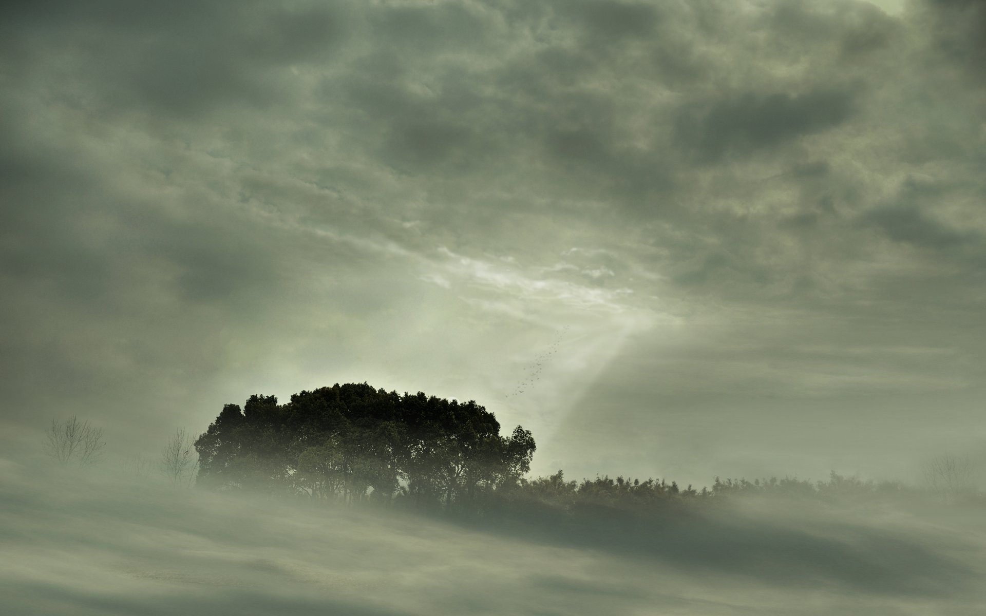 nebel landschaft bäume wald ansicht natur himmel baum