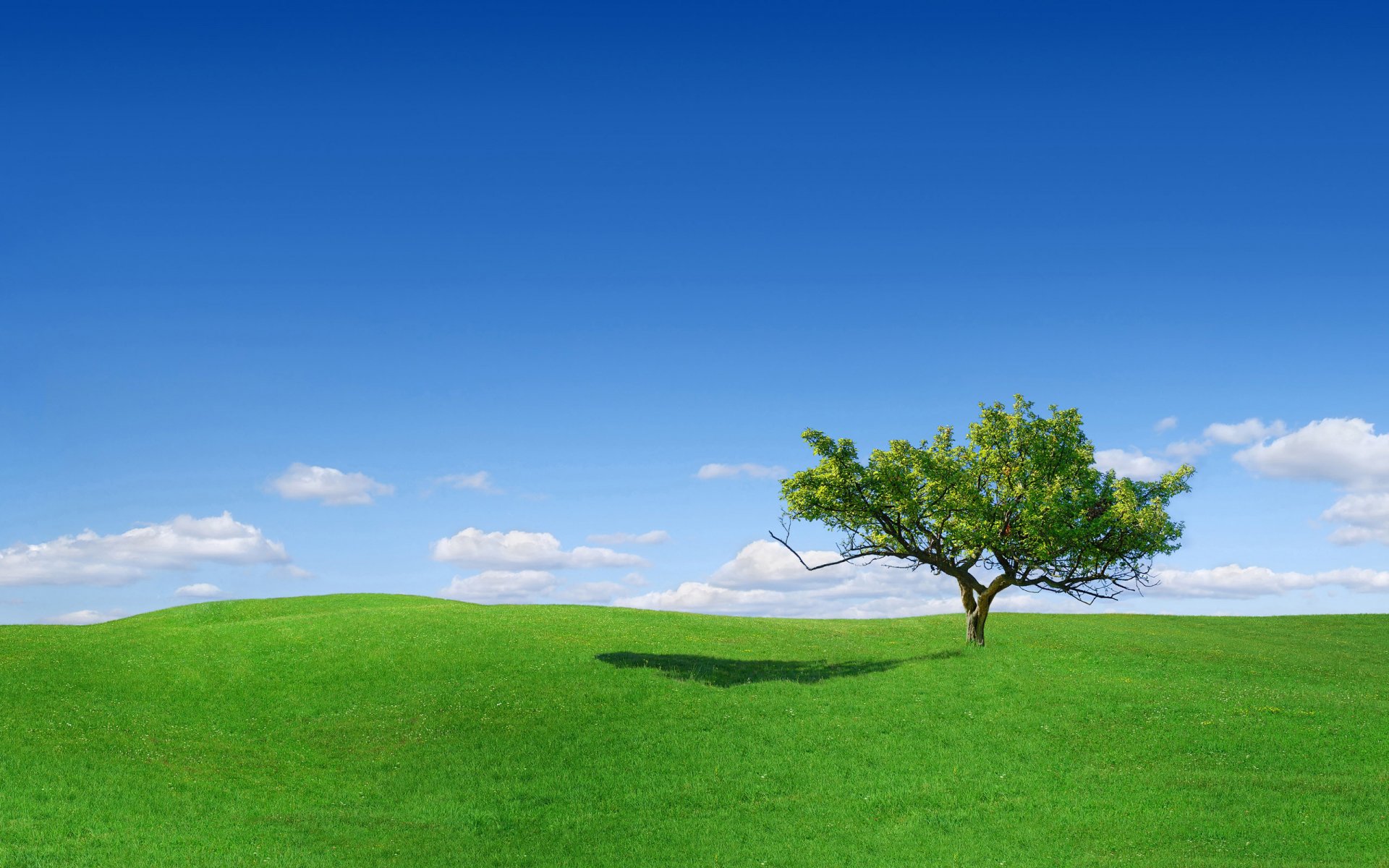 radura erba solitario albero