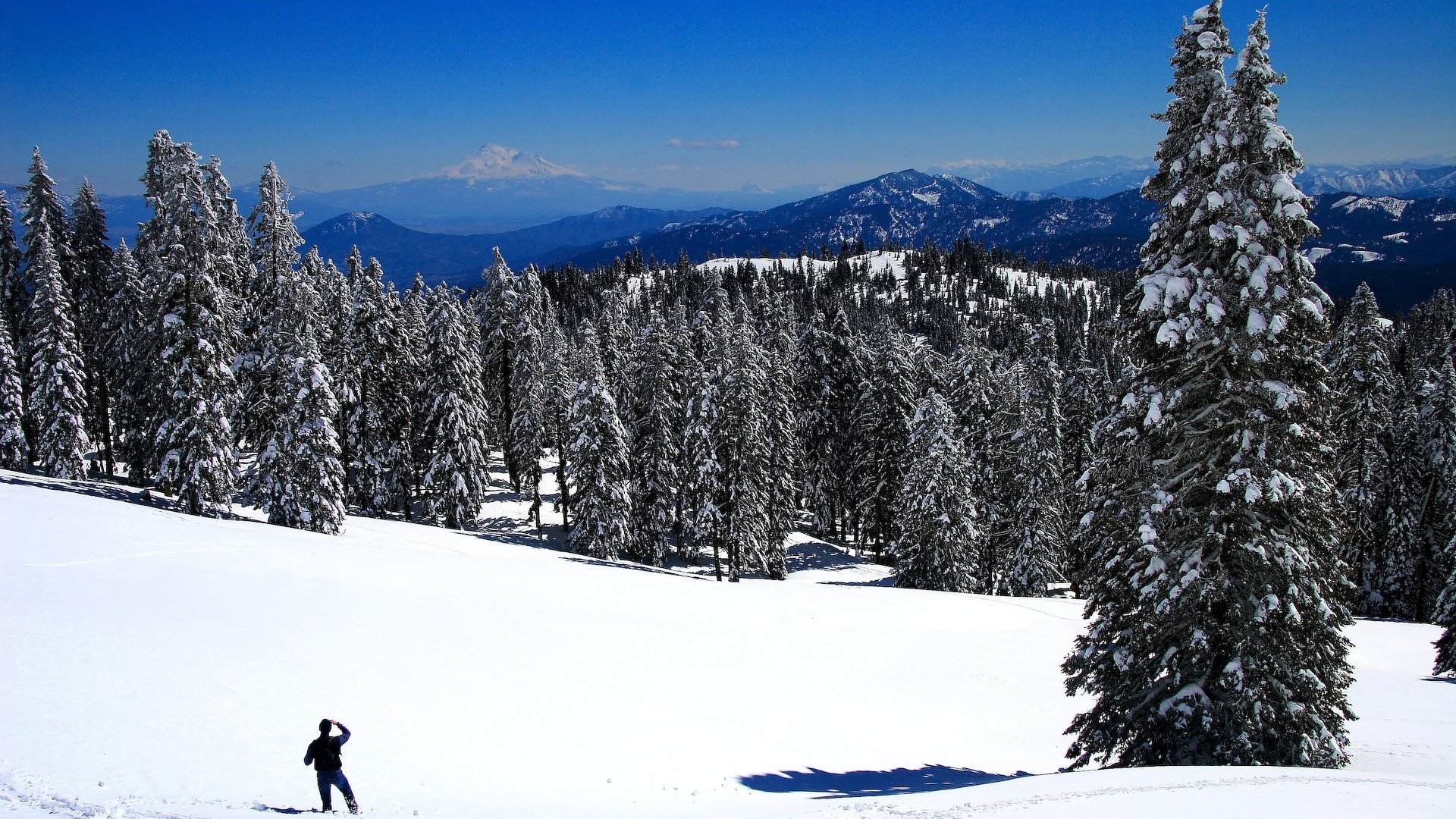 montagnes arbres neige blanc fond