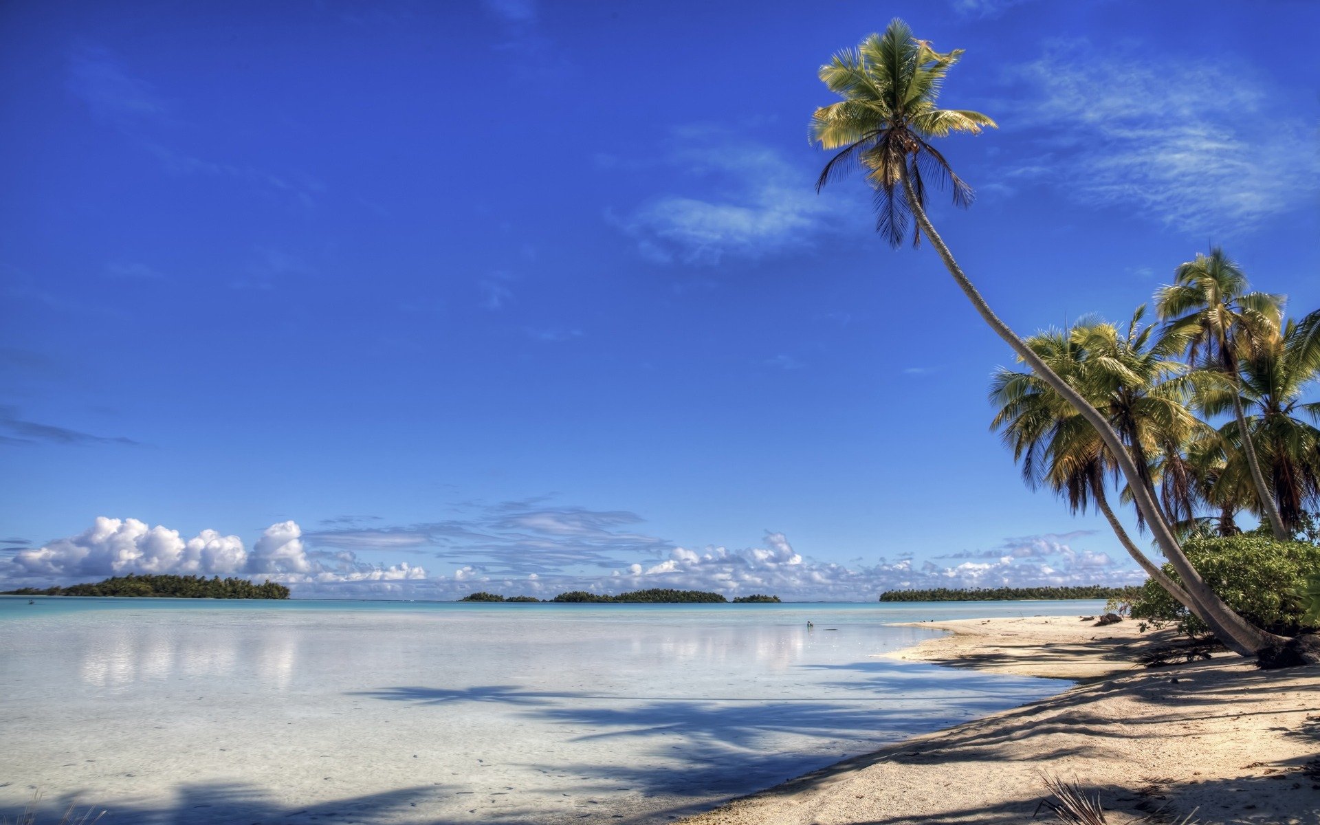 palm tree island beach shore paradise