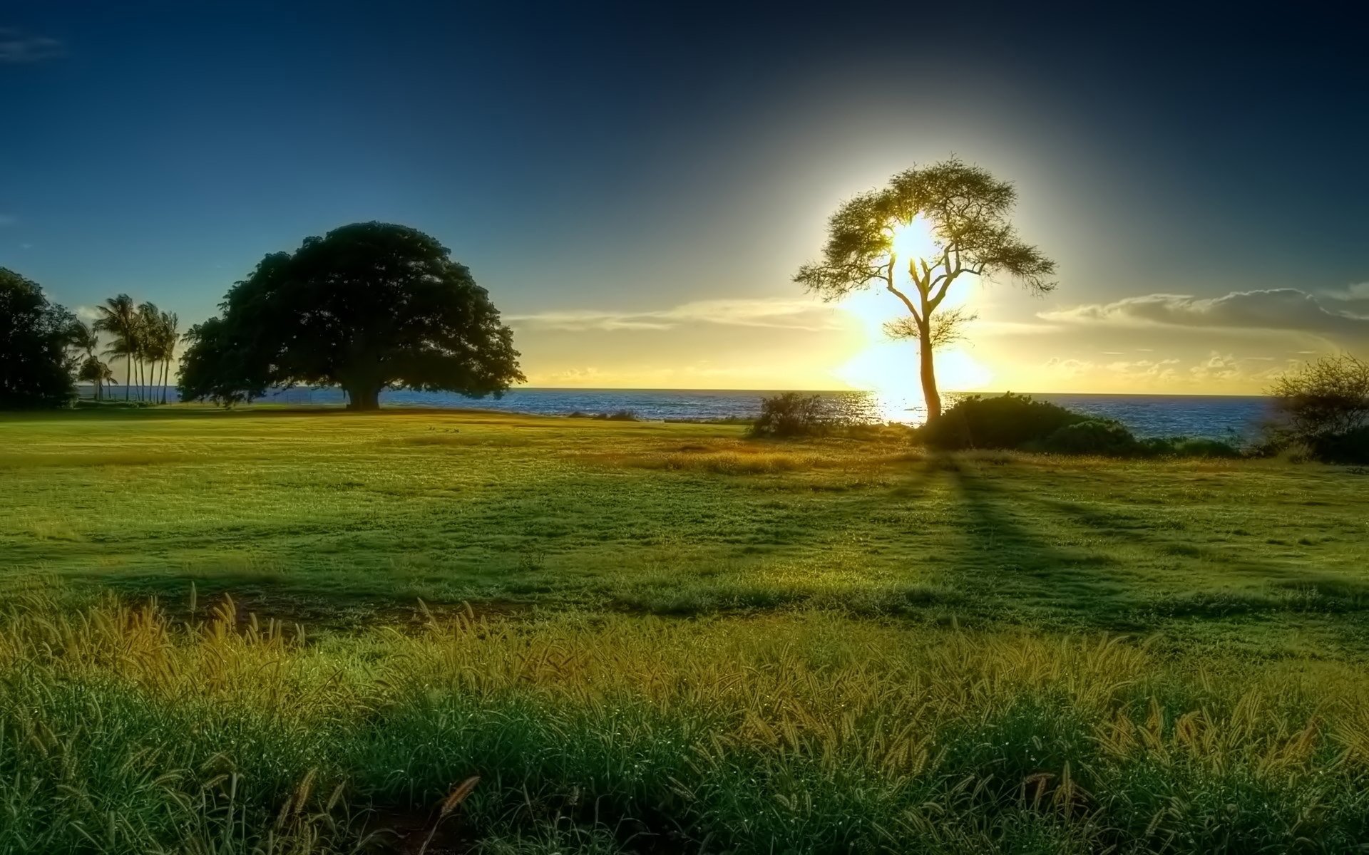 orizzonte mare radura sole albero