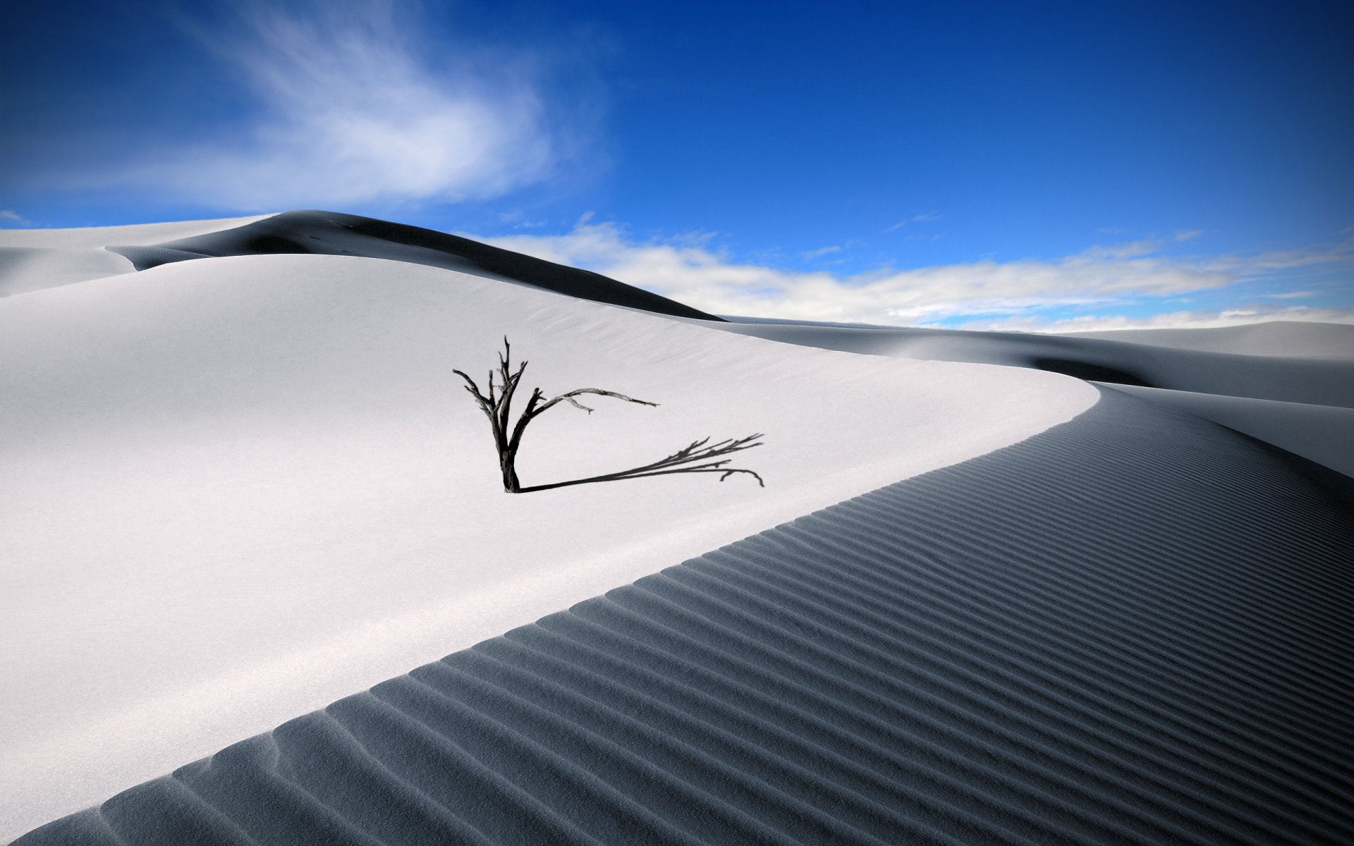 désert arbre sable été ciel