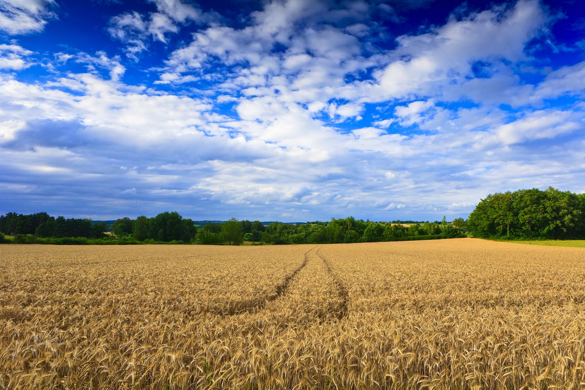 paesaggio campo impronte grano alberi