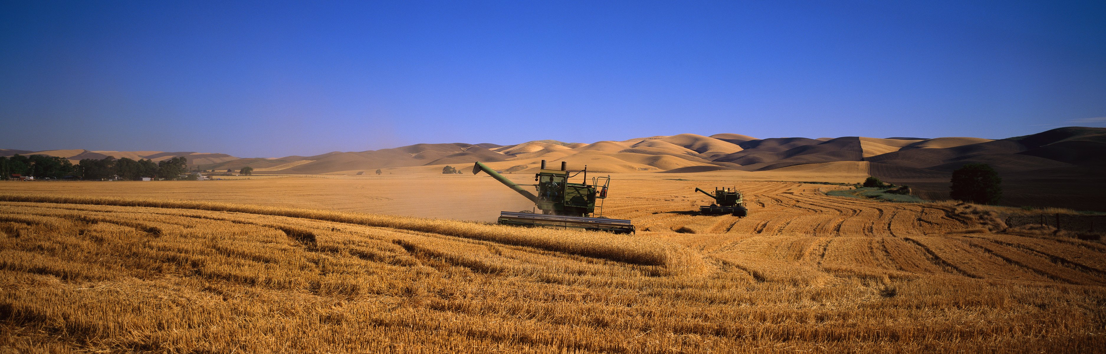 campo mietitrebbie grano