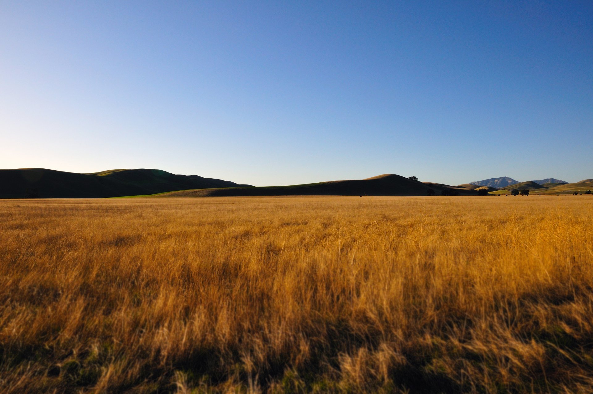 campo montañas trigo cielo