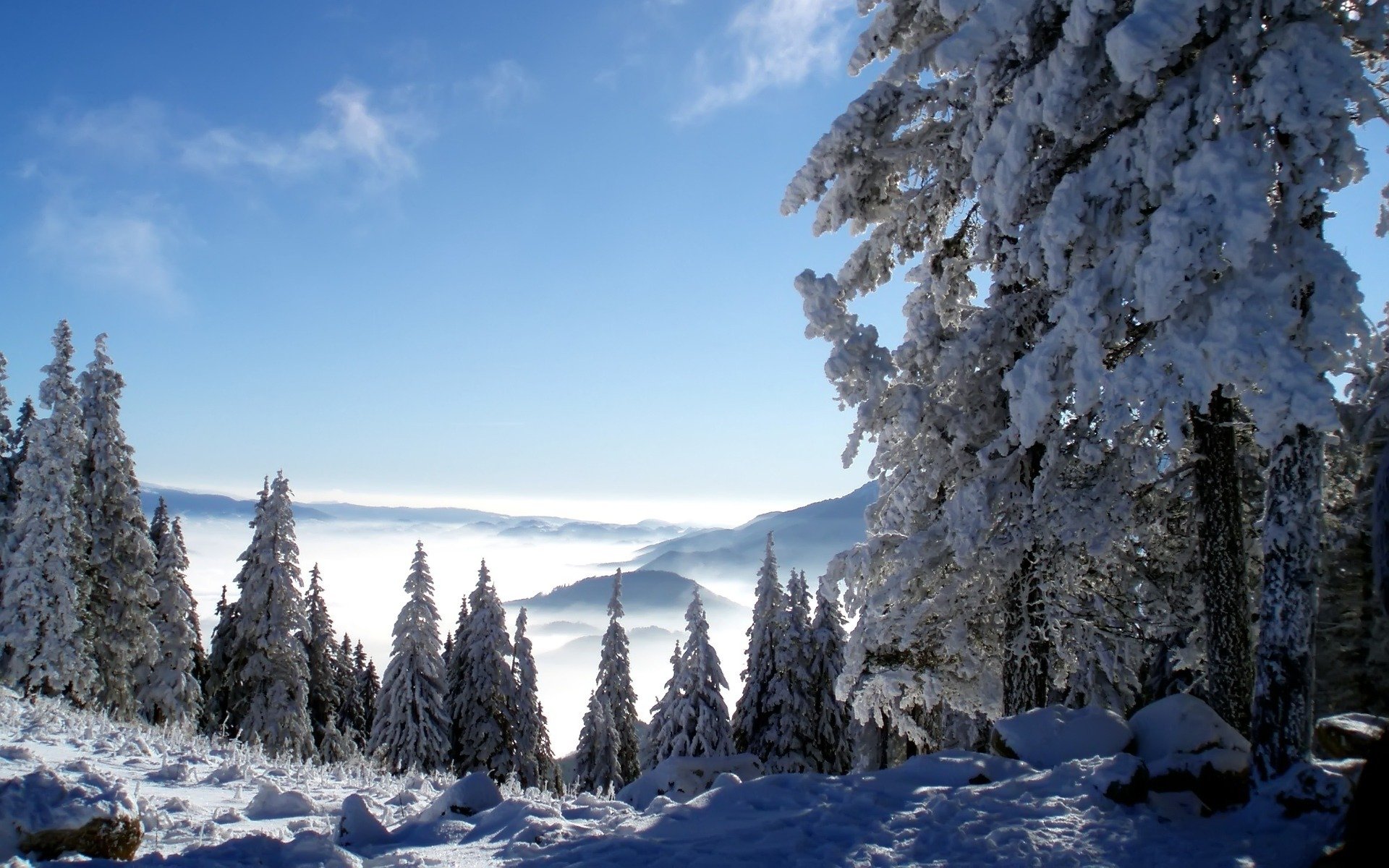 hiver neige sapins