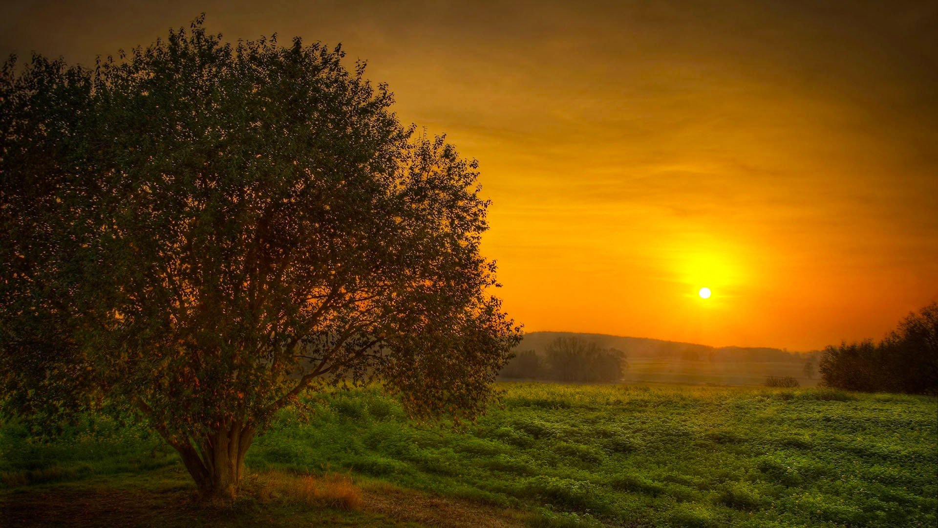 coucher de soleil champ arbre ciel soleil beauté