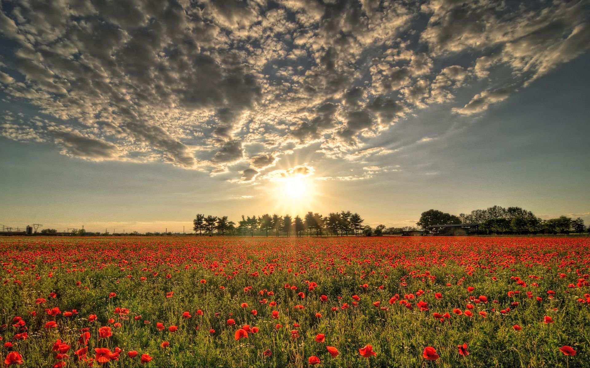 nuages soleil champ rouge coquelicots