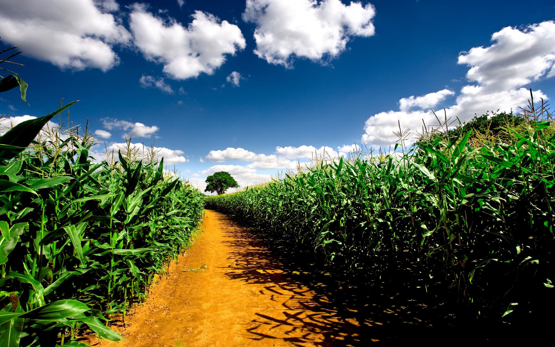 landschaft natur straße maisfelder feld himmel pflanzen weg