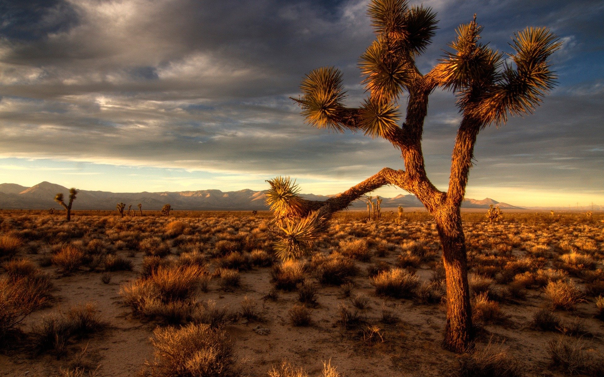 joshua tree gran formato madera