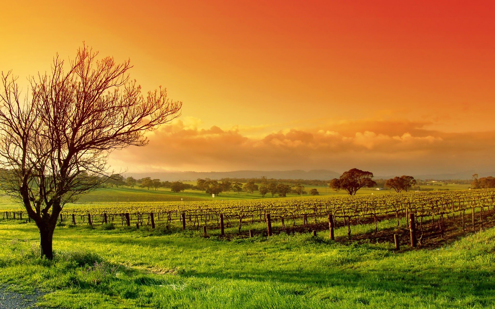 nature landscape tree the field sky cloud