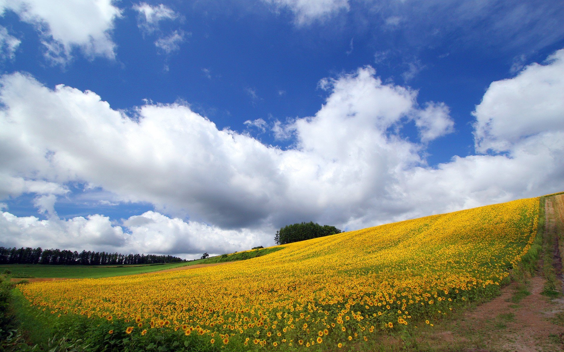 unflower sky