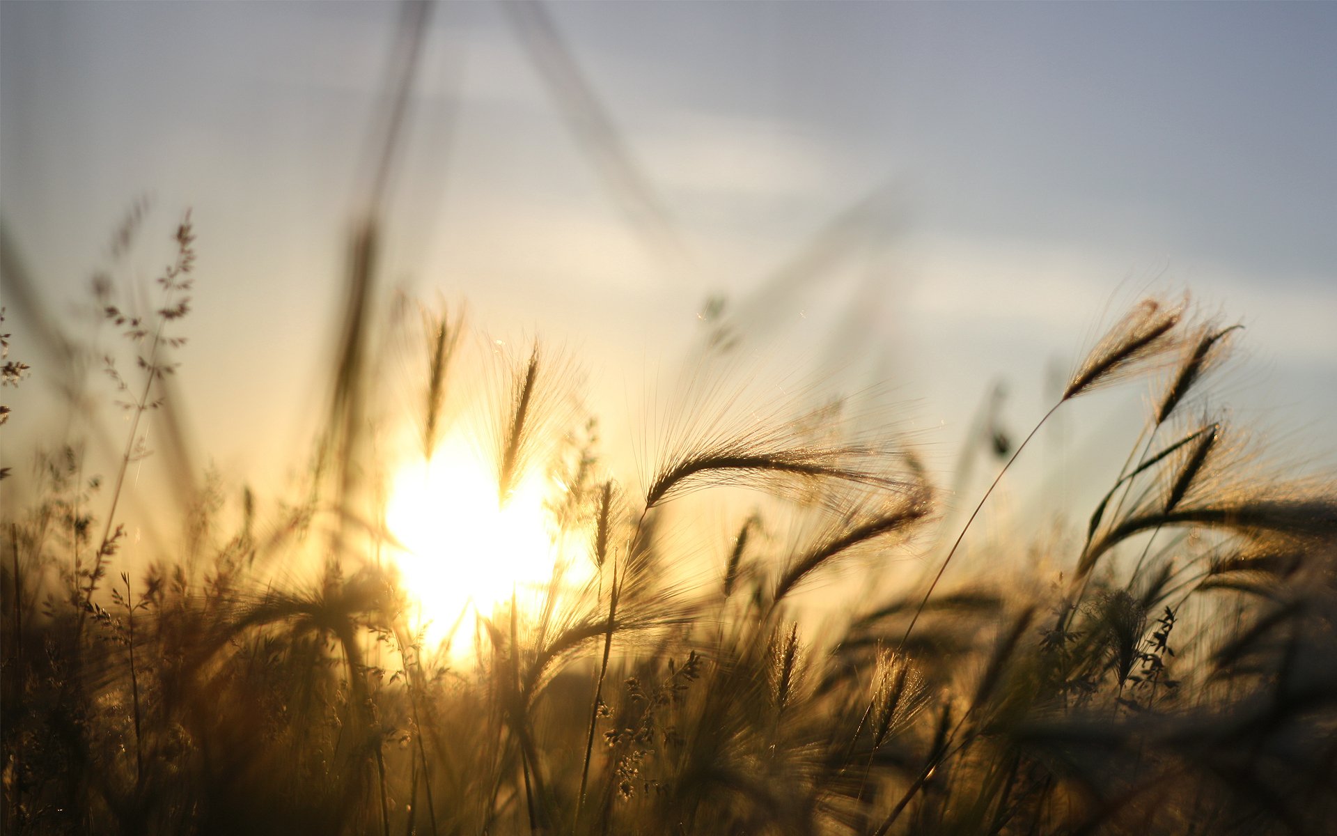 coucher de soleil soleil ciel rayons herbe orge