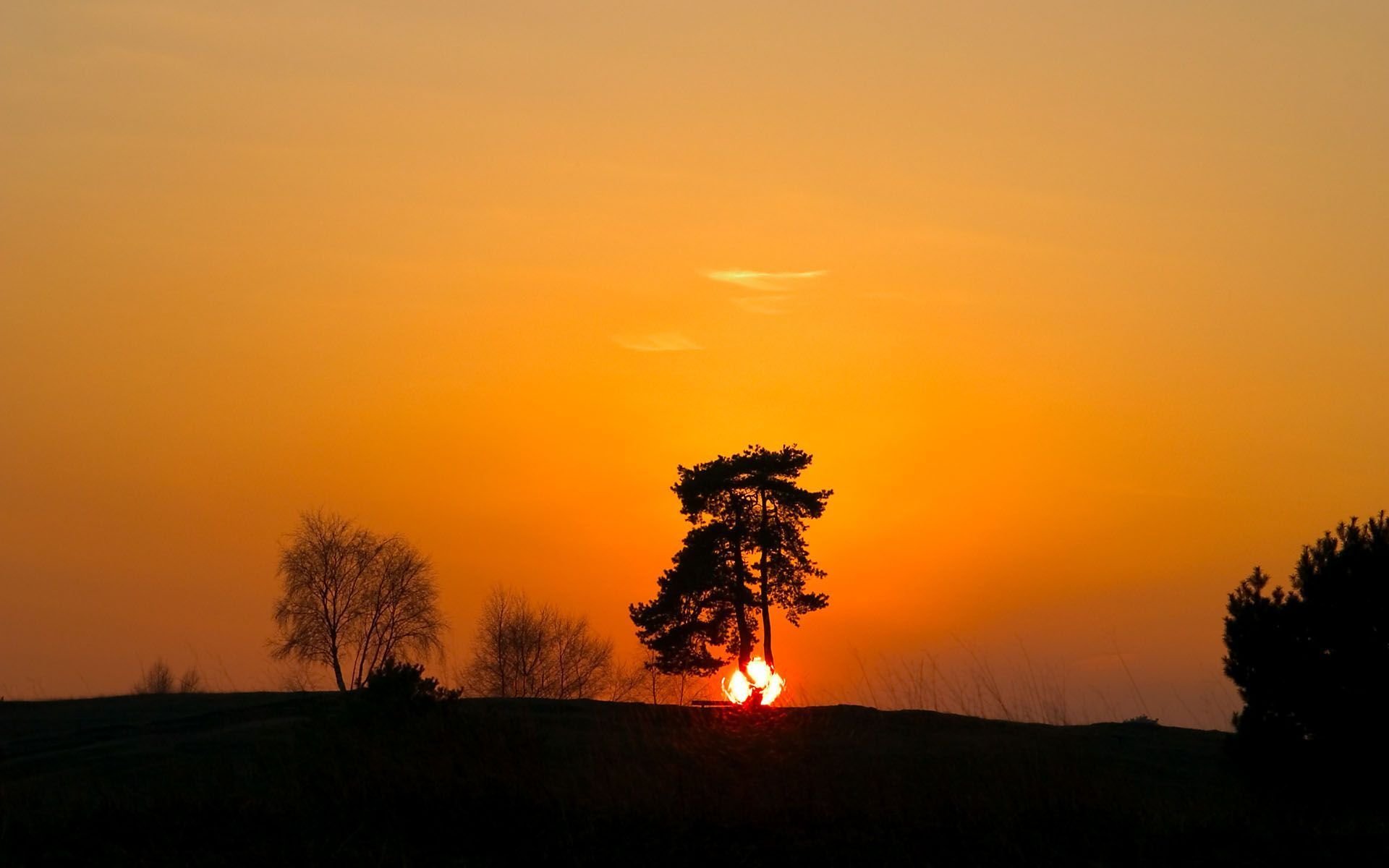 tramonto ombra albero