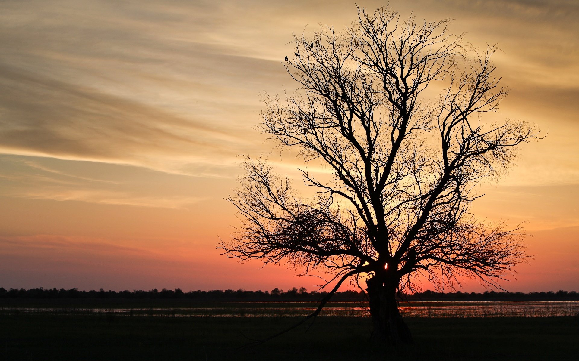 branches arbre coucher de soleil