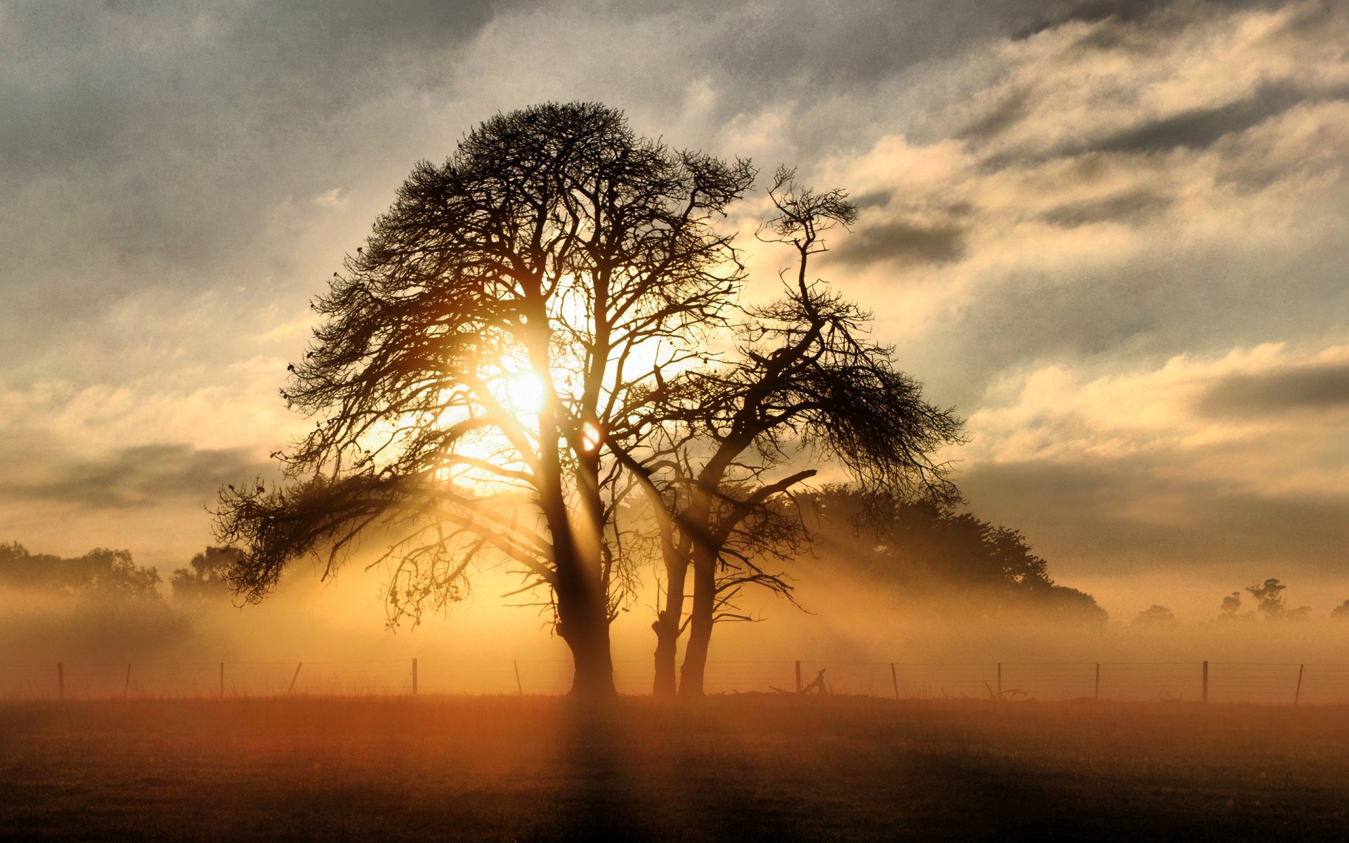 landschaft licht baum sonne strahlen