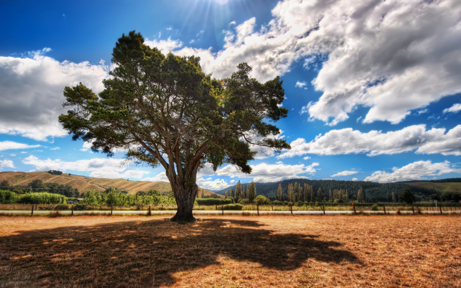 tree field road