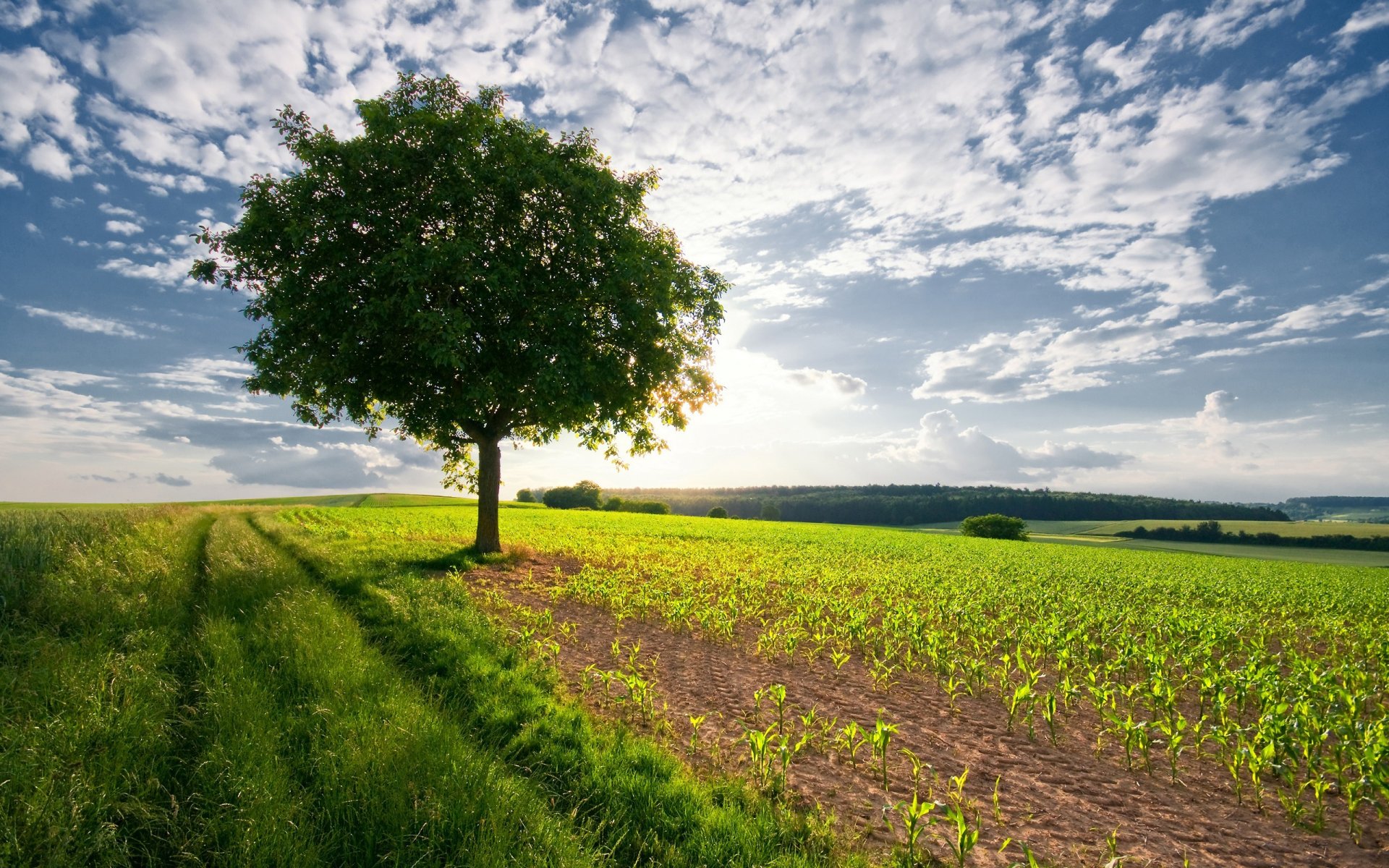 nature landscape tree sky