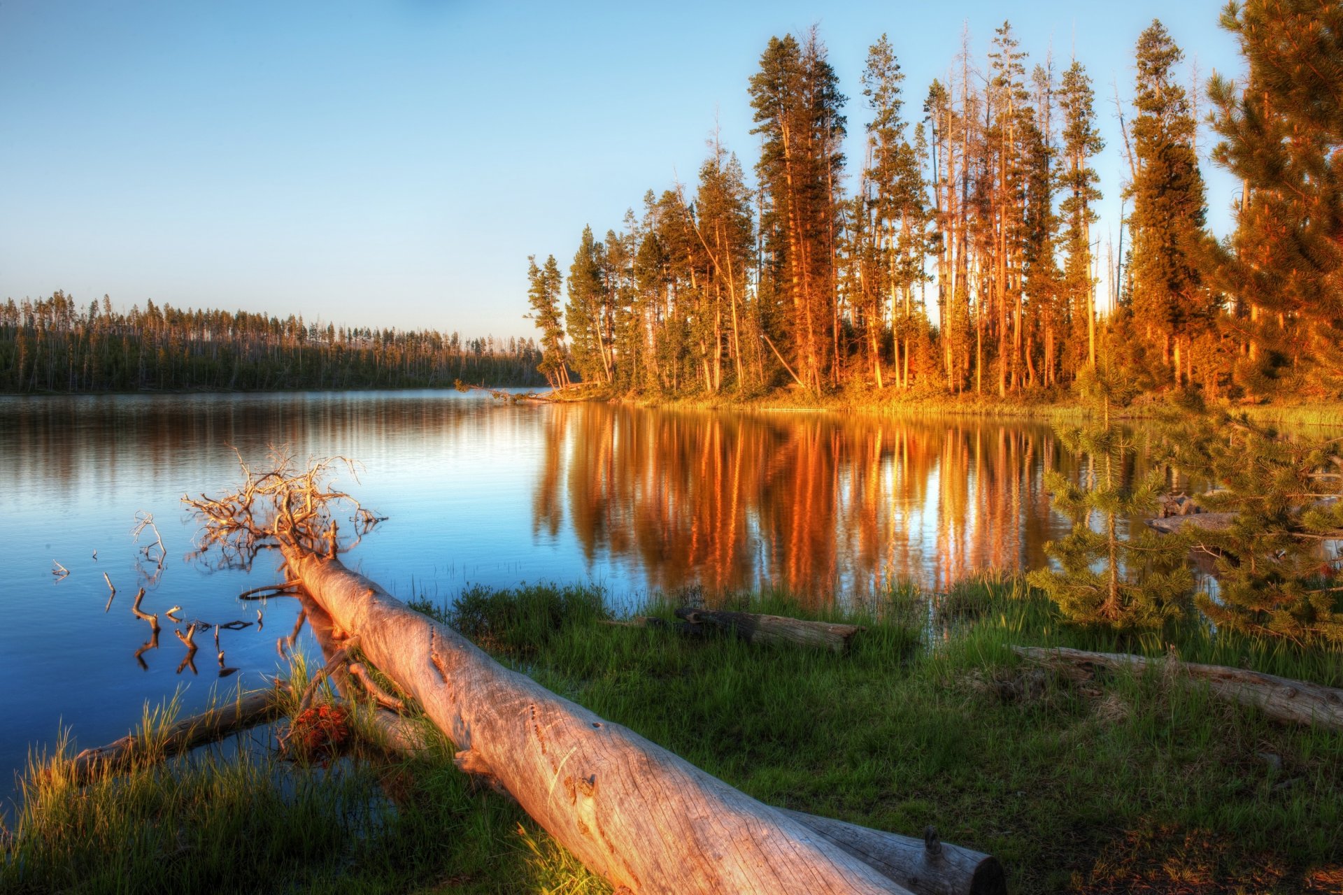 landscape tree river