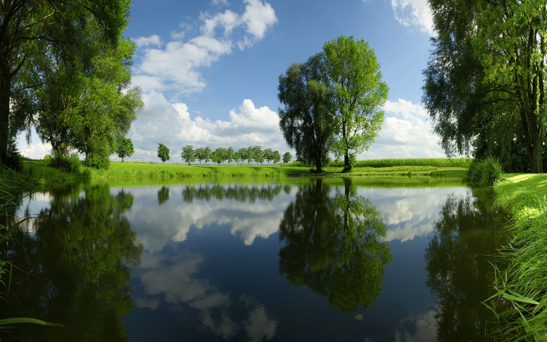 fiume erba alberi