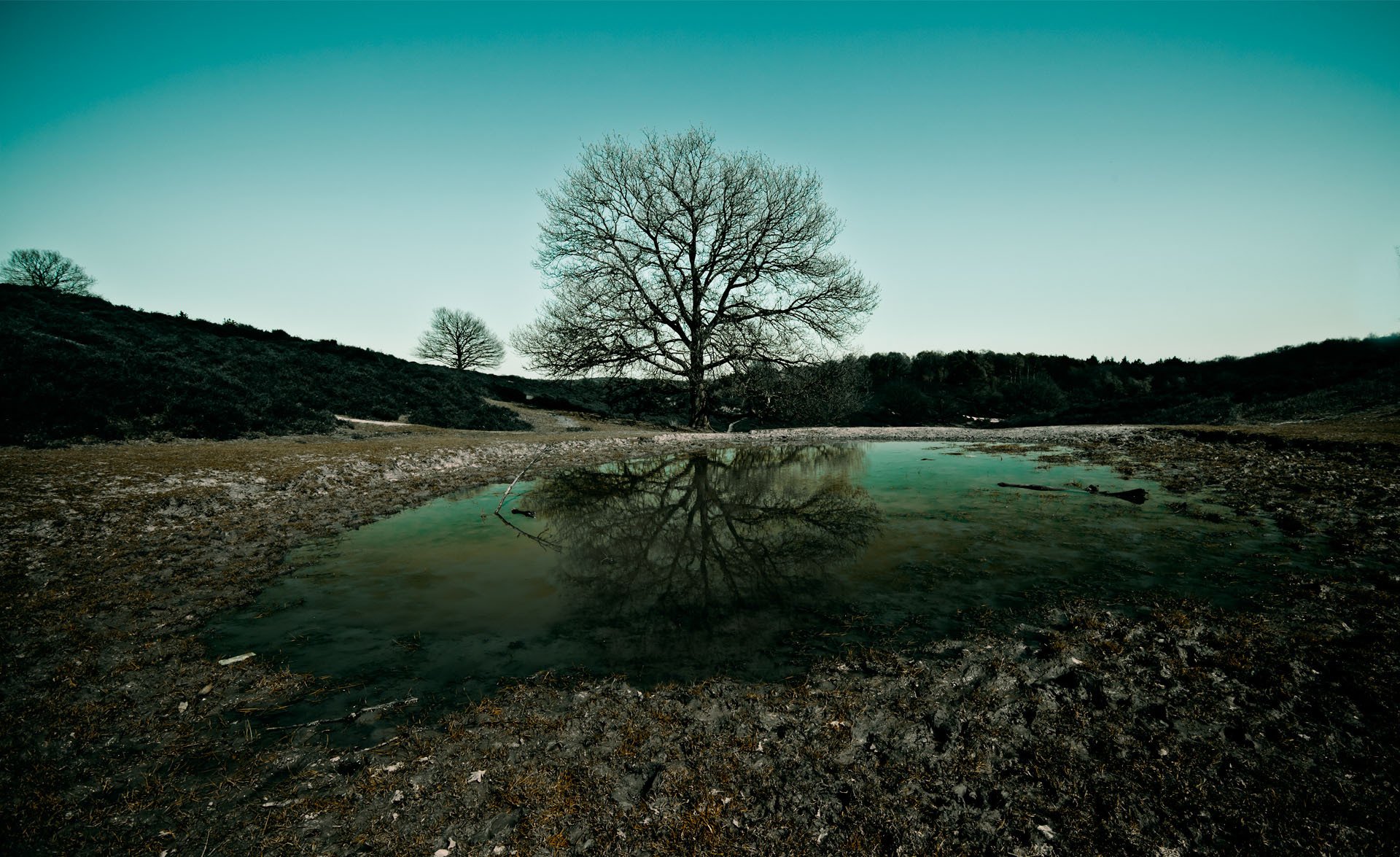 noche árbol paisaje naturaleza agua cielo pantalla ancha naturaleza wallpspers árboles