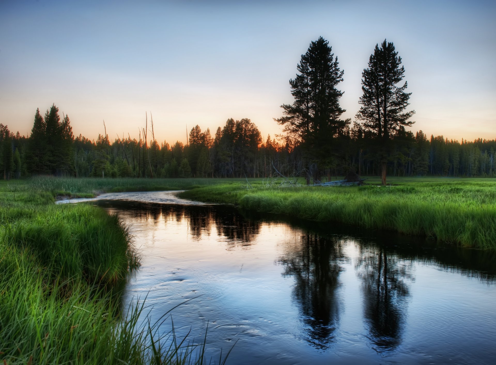 natura foresta erba