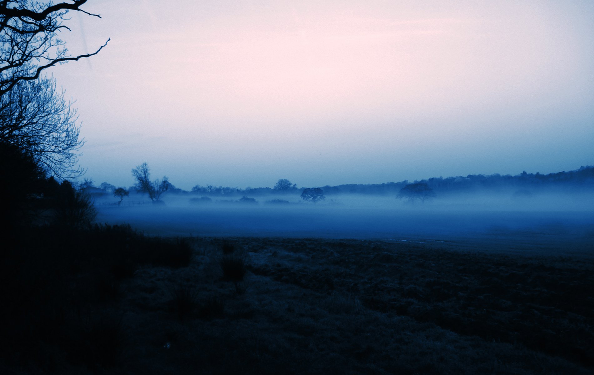 silueta árboles cielo mañana niebla