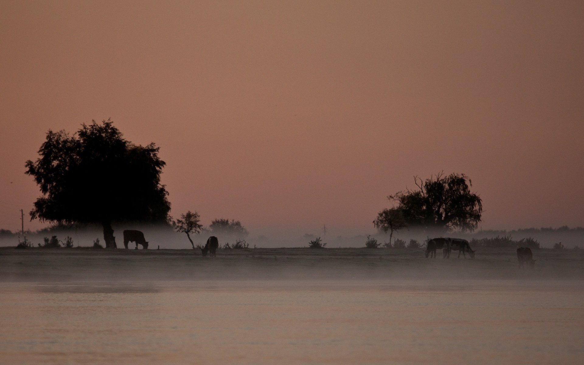 ergey dolya fog river tree landscape