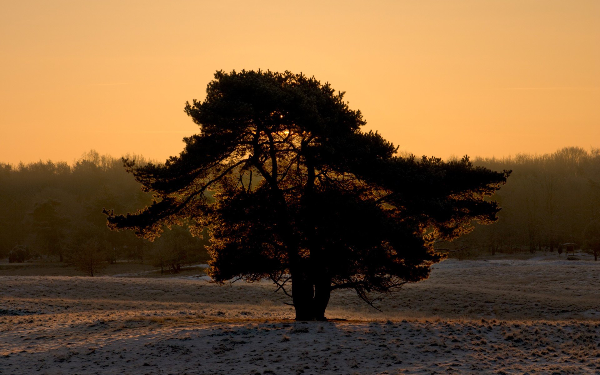 albero neve inverno silhouette