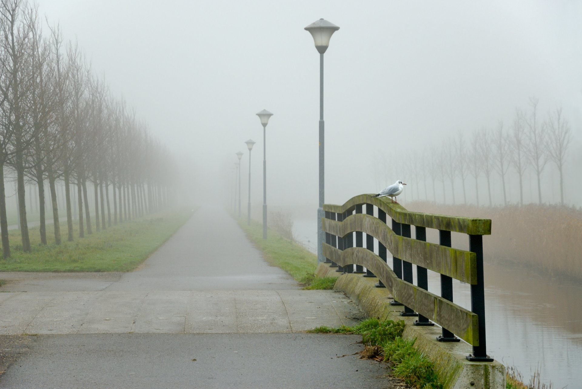 paesaggio uccello acqua strada nebbia