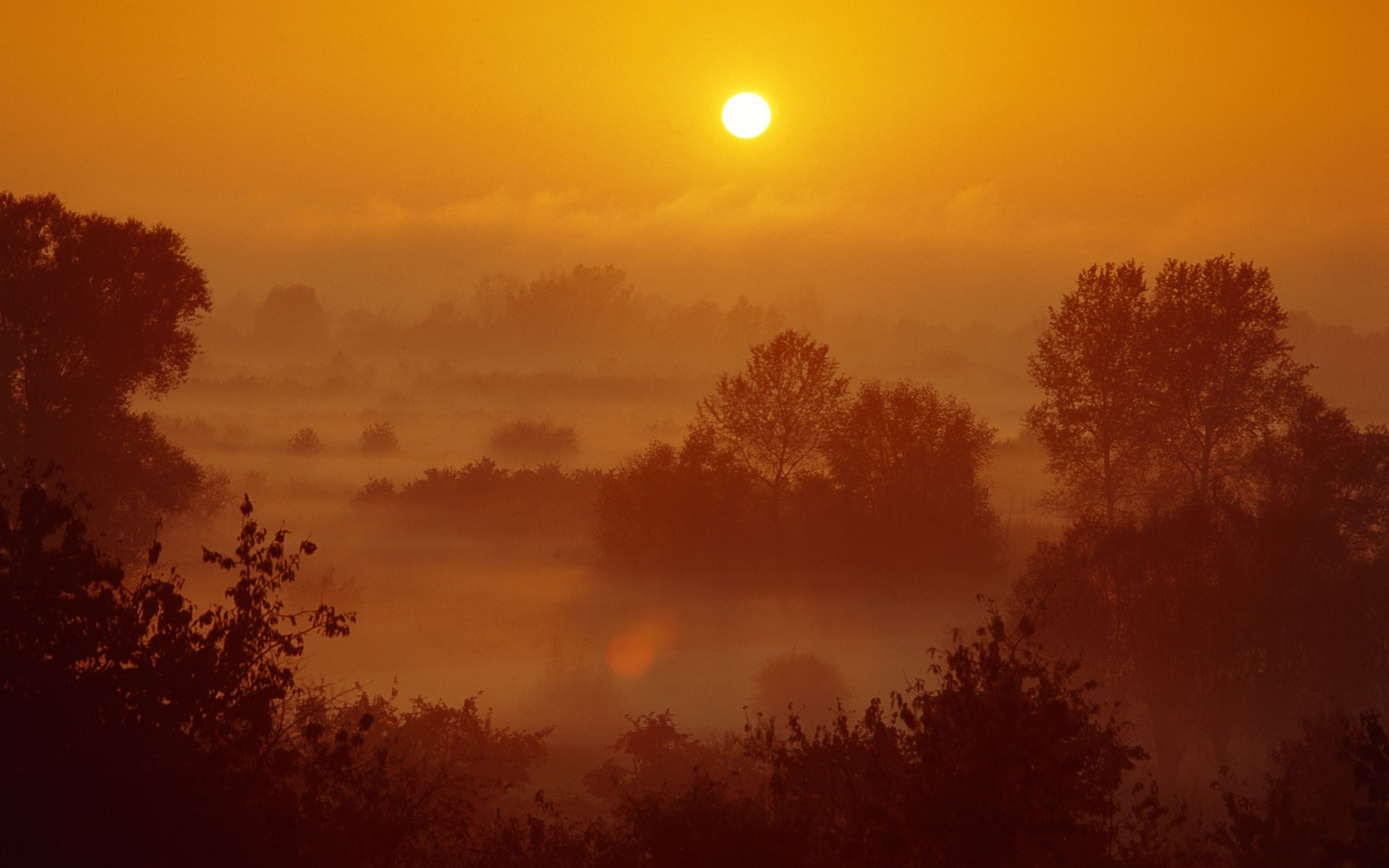 landscape nature sun sunset sky night forest trees view scenery