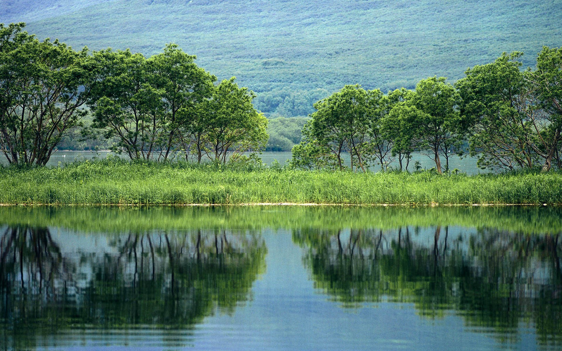 bäume teich reflexion