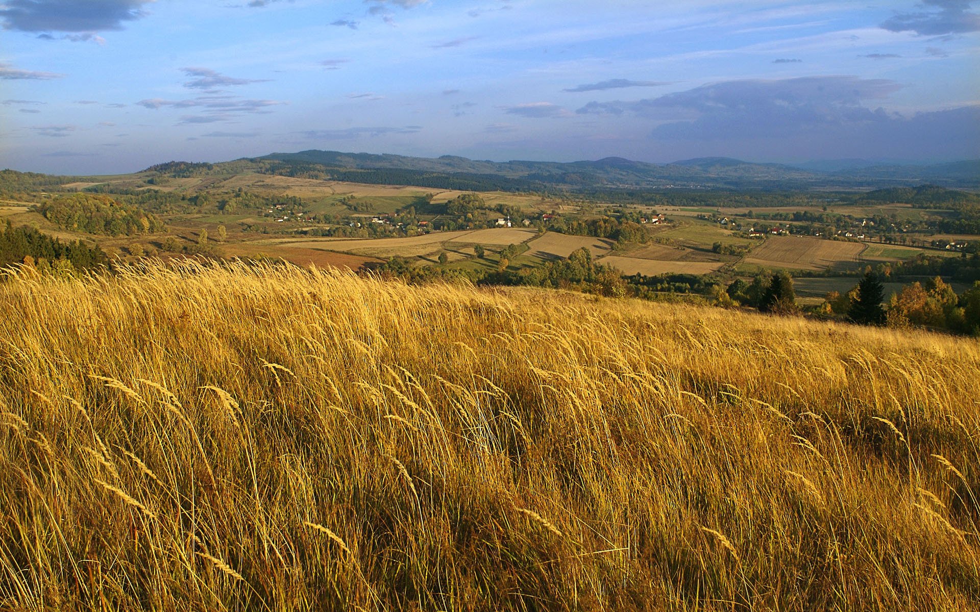 polonia campo spighe