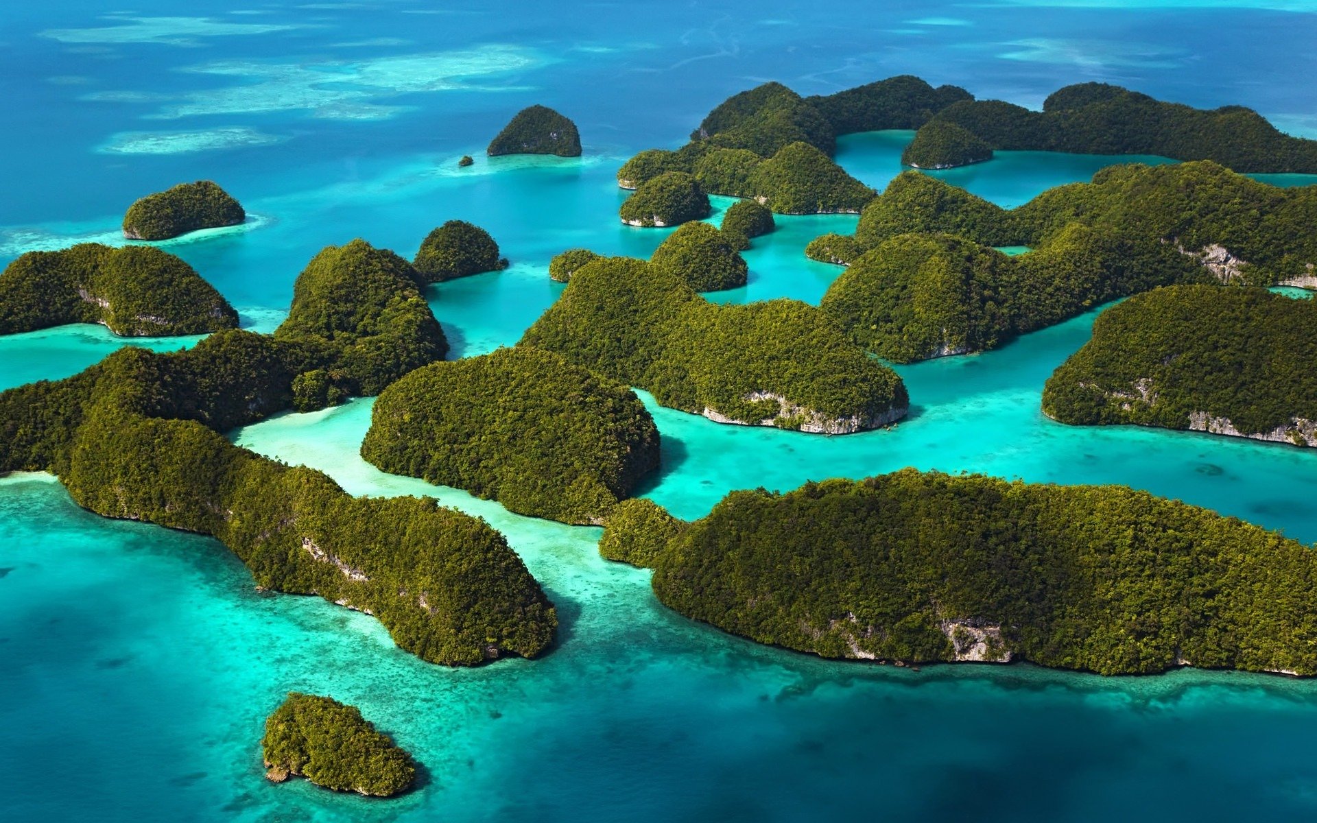 bahamas ocean plants island