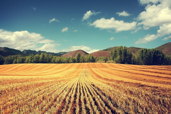 Wheat field among mountains and trees