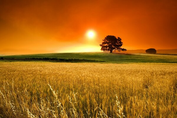 Ears of corn in the field. The sun is on the horizon