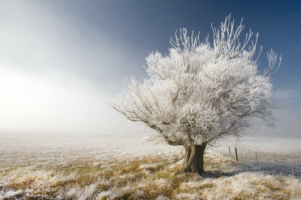 Beautiful winter landscape tree in frost