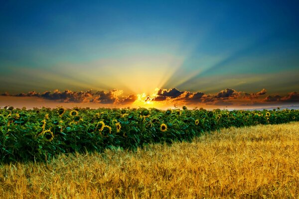 Puesta de sol en girasoles, rayos brillantes a través de las nubes