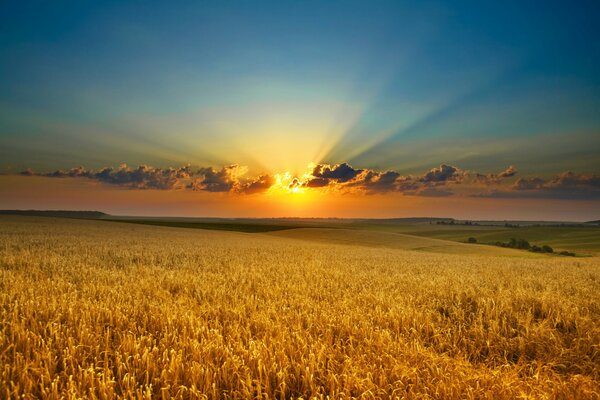 Golden sunset on a wheat field