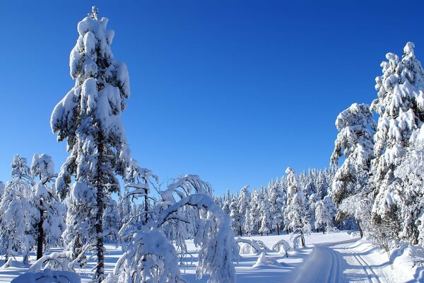 Winter forest. Beautiful photo of the terrestrial forest in the snow