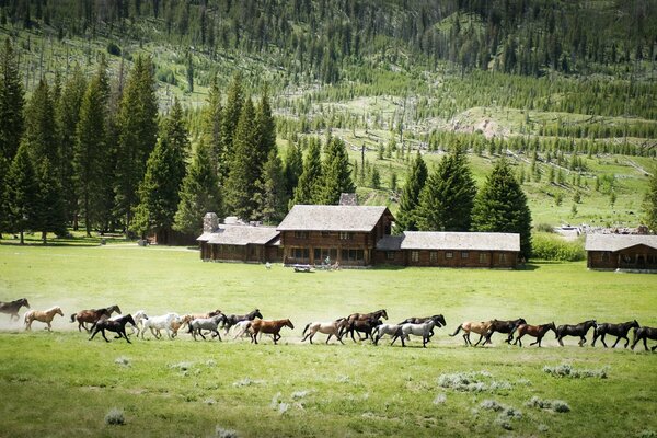 Cavalli in esecuzione nella natura in montagna