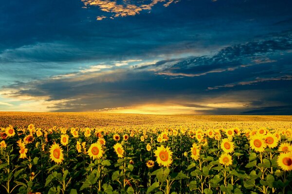 Sommer Natur Schönheit Sonnenblumen