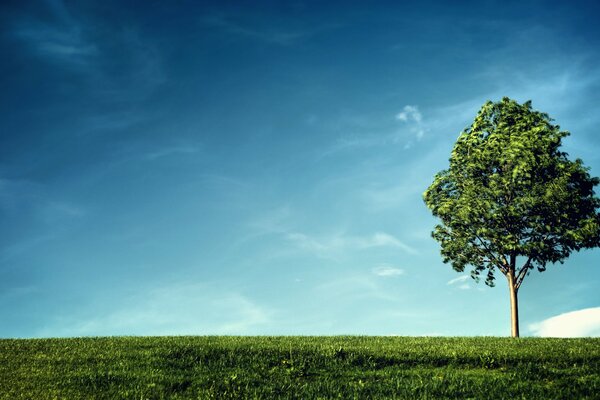 Un árbol se encuentra en una colina verde