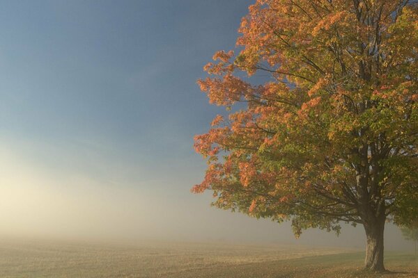 Landschaft mit einem einsamen Herbstbaum